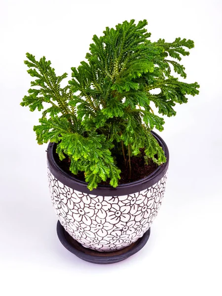 Selaginella Drops Water Leaves Ceramic Pot — Stock Photo, Image