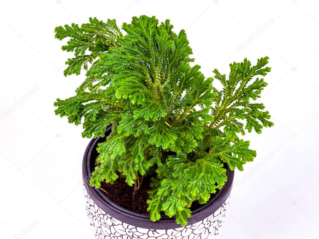 Selaginella with drops of water on leaves in a ceramic pot