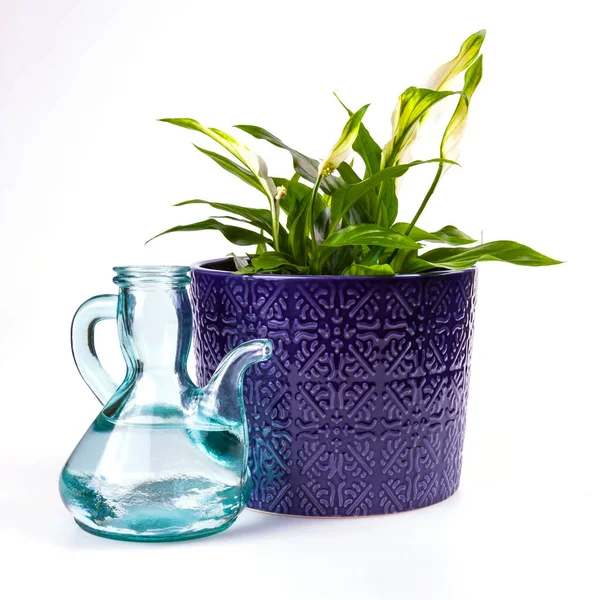 蓝色陶瓷花盆中的Spathiphyllum和透明玻璃浇注罐 — 图库照片