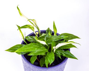 Mavi seramik ekicide Spatthiphyllum 