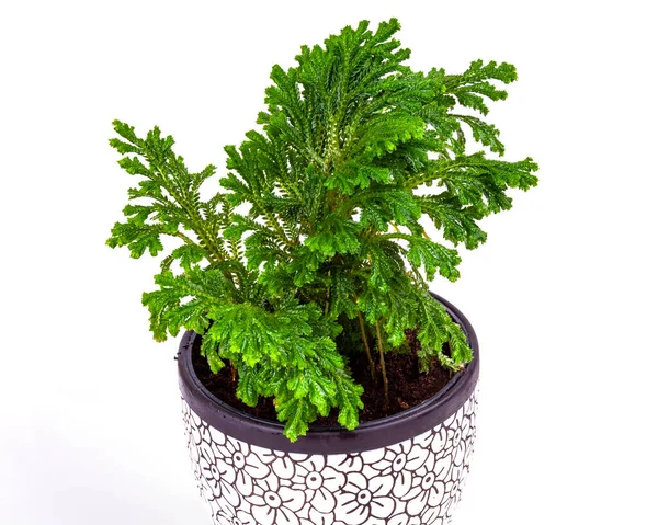 Selaginella Con Gocce Acqua Sulle Foglie Una Fioriera Ceramica — Foto Stock