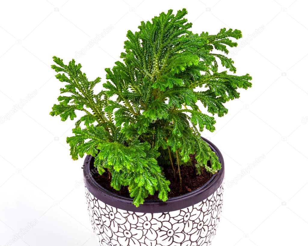 Selaginella with water drops on the leaves in a ceramic planter