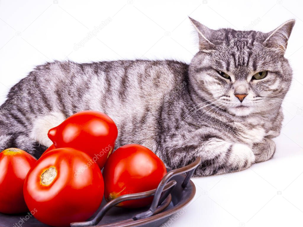 Grey cat and fresh rape tomatoes on a table