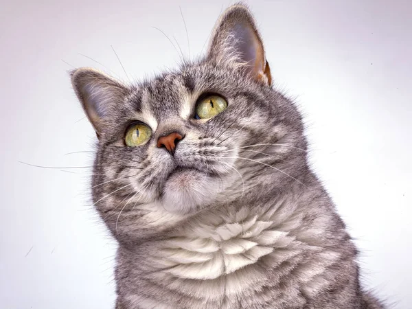 Den Grå Katten Ser Sig Omkring — Stockfoto
