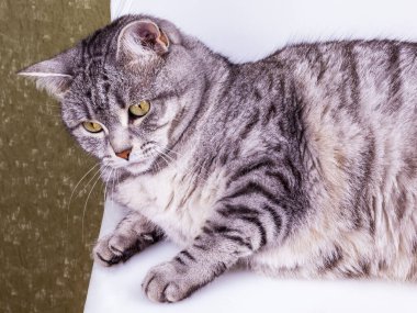 Gri kedi etrafına bakıyor.