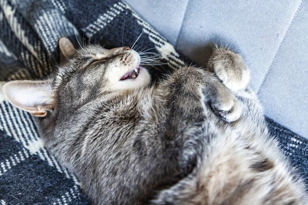Kucing Berbulu Indah Dari Tabby Terletak Sofa — Stok Foto