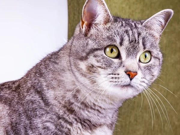 Gray Cat Looks Herself — Stock Photo, Image