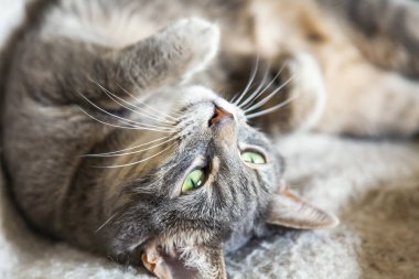 Güzel tüylü tekir kedisi kanepede yatıyor.