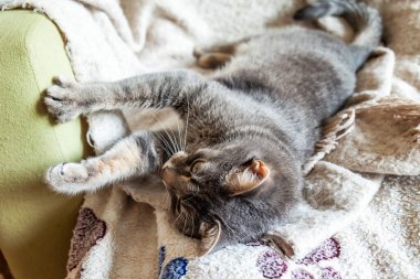 Gri kedi etrafına bakıyor.