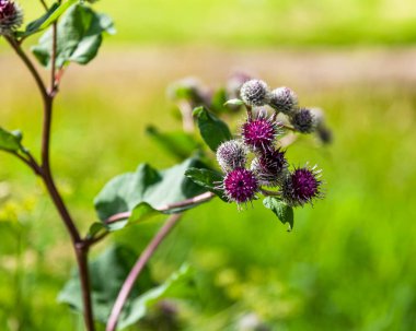 Çayır otlarının arka planında açan dulavrat otu
