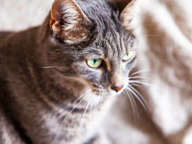 Gri kedi etrafına bakıyor.