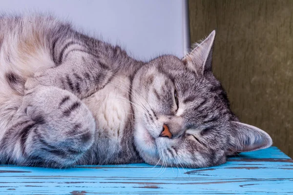 Tatlı Tüylü Kedi Kanepede Yatıyor — Stok fotoğraf