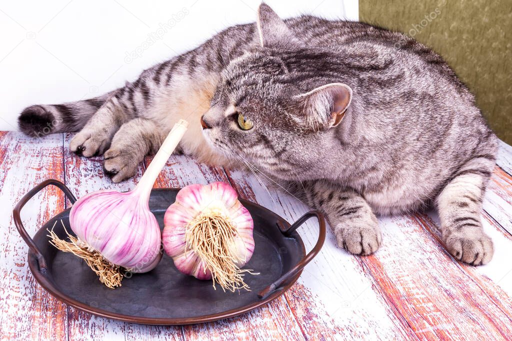 Beautiful grey cat lies on a table and looks at fresh garlic