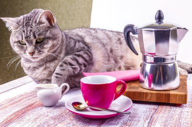 Kahve için servis edilen bir masada gri bir kedi yatıyor.