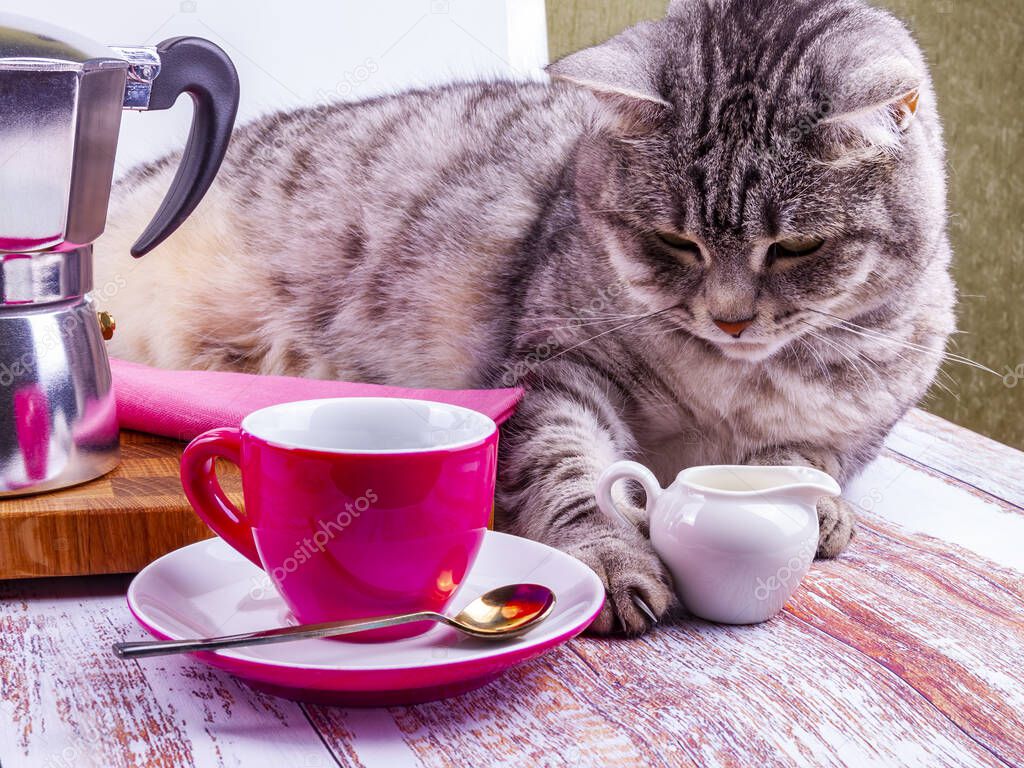 A gray cat lies on a table served for coffee