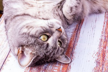 Gri bir kedi masada yatıyor. 