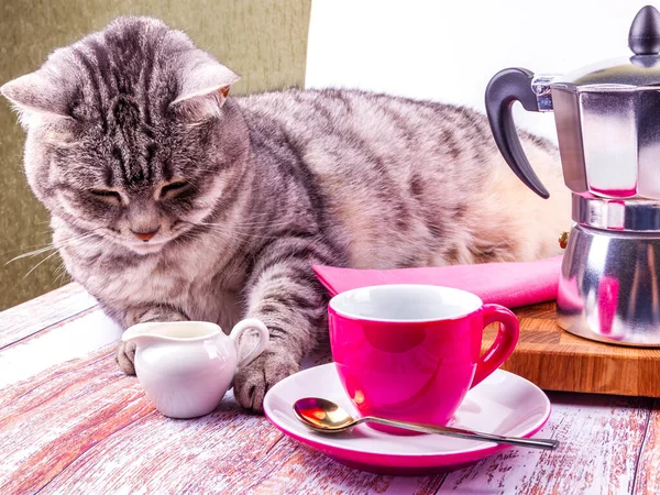 Gray cat on the table served for coffee