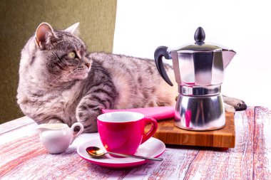 Kahve için servis edilen bir masada gri bir kedi yatıyor.