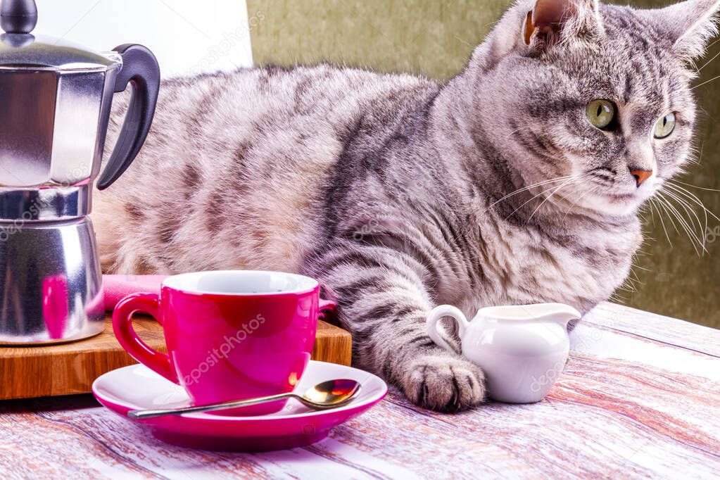 A gray cat lies on a table served for coffee