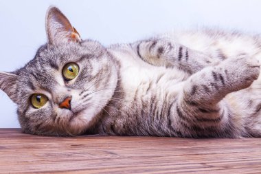 Gri kedi etrafına bakıyor.