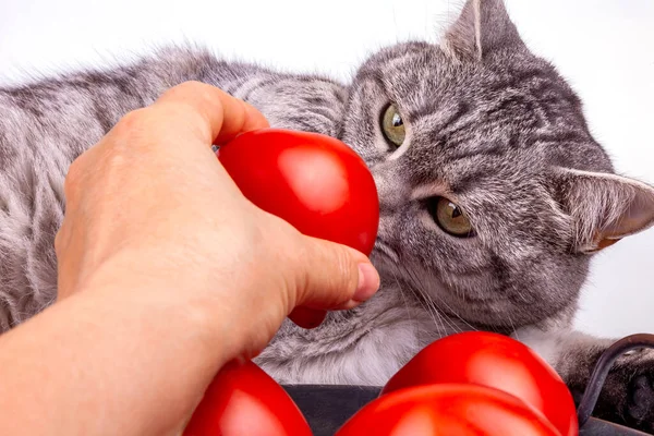 Grijze Kat Verse Kooltomaten Tafel — Stockfoto