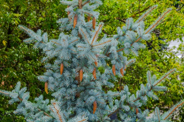一种装饰蓝色冷杉树的枝条 — 图库照片