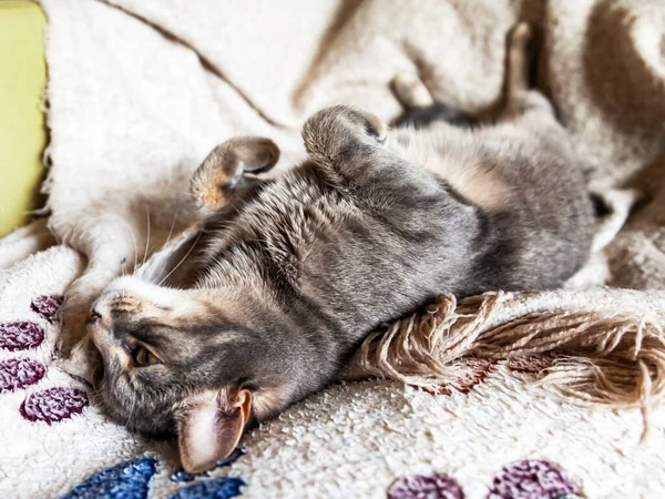 Playfull Fluffy Cat Lies Sofa Look Herself — Stock Photo, Image