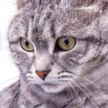 Gri kedi etrafına bakıyor.