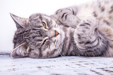 Oyuncak kedi kanepede yatar ve etrafına bakar.