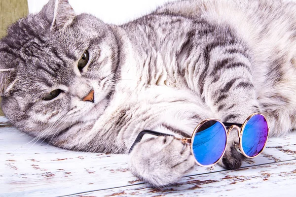Gray cat playing with toy glasses