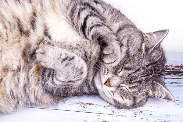 Oyuncak Kedi Kanepede Yatar Etrafına Bakar — Stok fotoğraf
