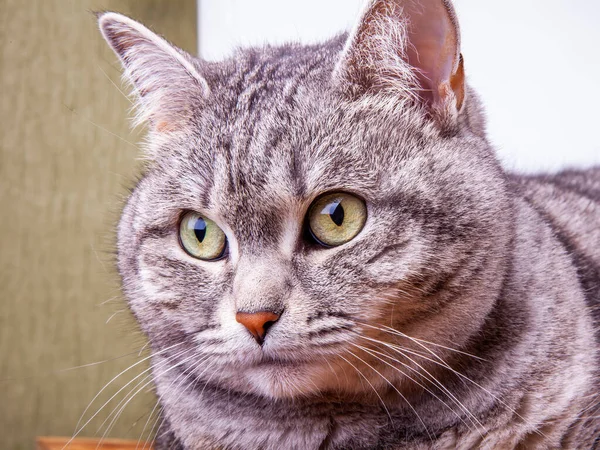 Gray Cat Looks Herself — Stock Photo, Image