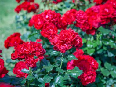 Yeşil yapraklı güzel kırmızı çiçekler.