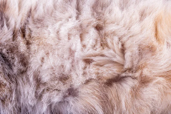 Texture Pelo Gatto Grigio — Foto Stock