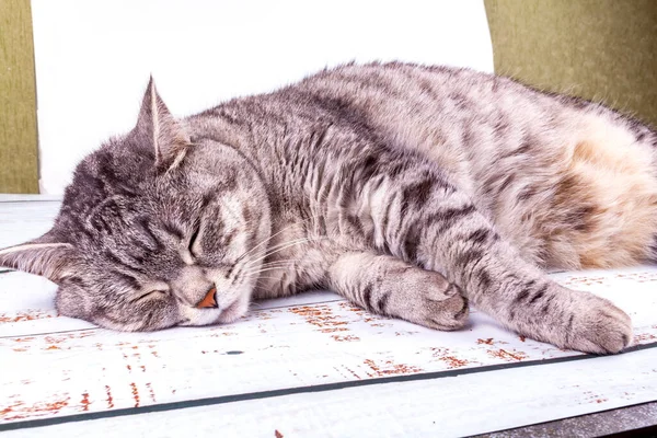 Oyuncak Kedi Kanepede Uyuyor — Stok fotoğraf