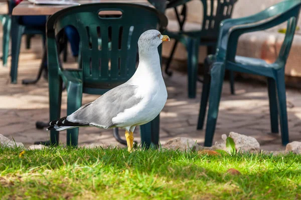 Seagull Goes Grass Park — Stock Photo, Image