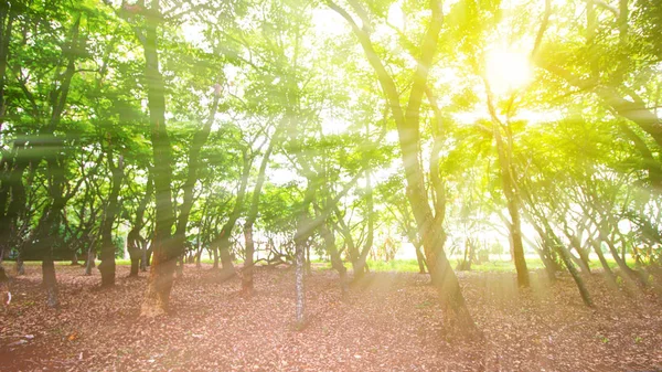 Luz Manhã Floresta — Fotografia de Stock