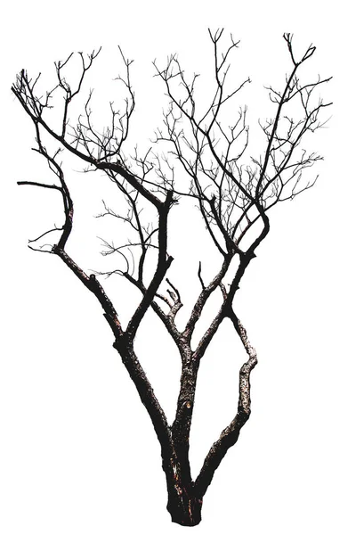 Απομόνωσε Δέντρο Χωρίς Φύλλα Λευκό Φόντο — Φωτογραφία Αρχείου