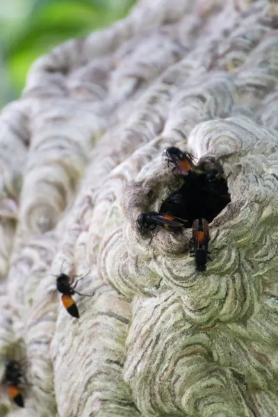 Die Wespe Baut Ihr Nest — Stockfoto