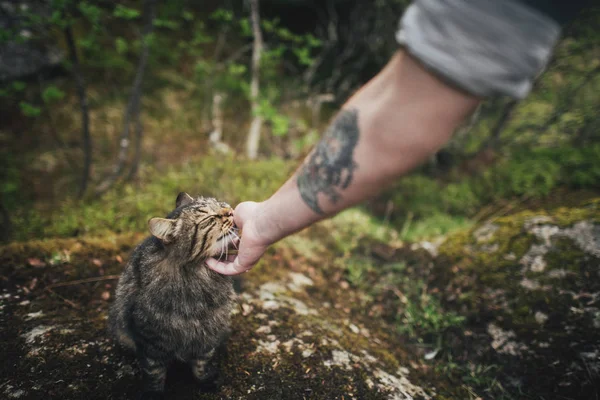 Vue Rapprochée Main Masculine Avec Tatouage Caressant Chat Brun Dans — Photo