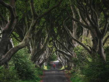 Karanlık Çitler. İrlanda'da orman ve yol. Seyahat ve macera. L