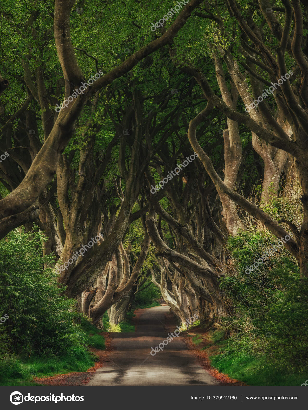 Forest And Road In Ireland Travel And Adventure Landscape With Alley Trees Dark Hedges Game Of Thrones Location Royalty Free Photo Stock Image By C Ladanivskyyo
