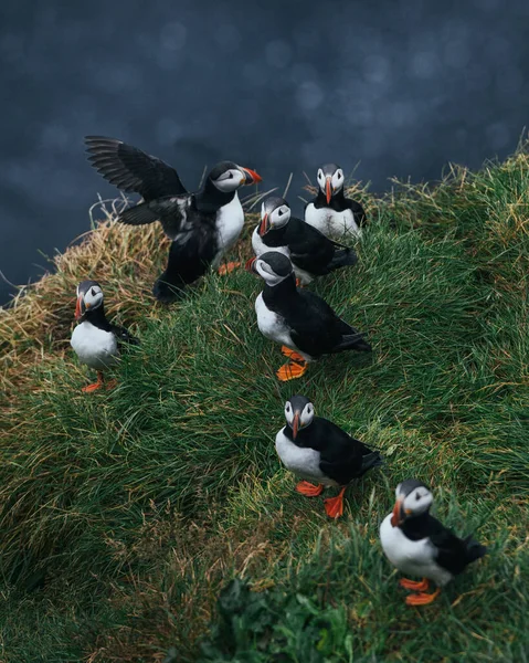 Atlantic Puffins di Islandia. Burung liar berdiri di rumput hijau. Burung yang indah di Islandia. Pulau Mykines Faroe, Skotlandia. — Stok Foto