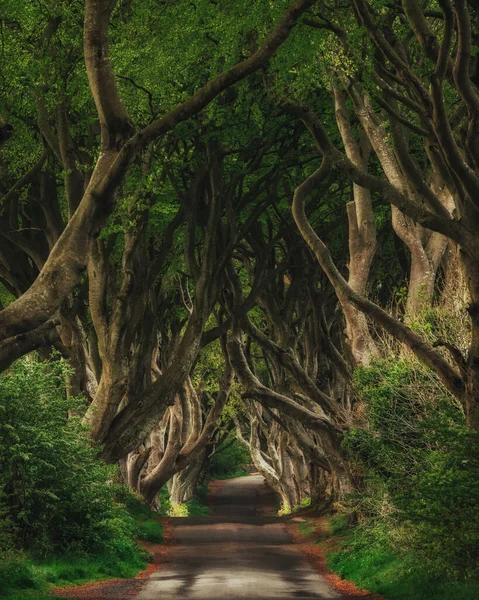 Wald und Straße in irland. Reisen und Abenteuer. Landschaft mit Alleebäumen. Dunkle Hecken. Drehort Game of Thrones Stockbild