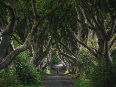İrlanda 'daki orman ve yol. Seyahat ve macera. Sokak ağaçlarıyla manzara. Dark Hedges, İrlanda - görüntü