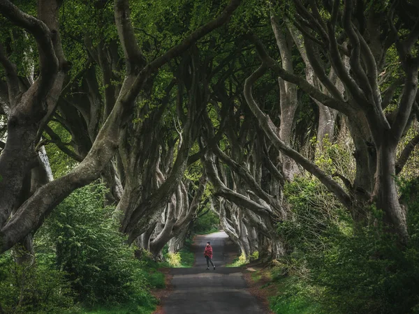 Erdő Írországban Utazás Kaland Tájkép Sikátorfákkal Dark Hedges Írország Kép — Stock Fotó