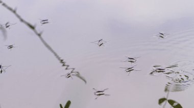 Gerridae su yüzeyinde - kapatmak yukarıya fotoğraf