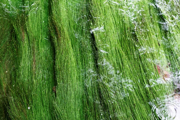 Řasy Horské Říčky Abstraktní Foto — Stock fotografie