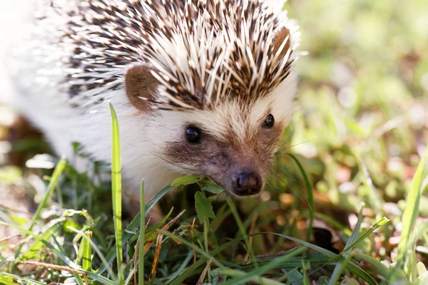 Hedgehog Green Lawn Backyard — Stock Photo, Image