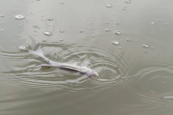 Pesca Lago Foto Cerca — Foto de Stock